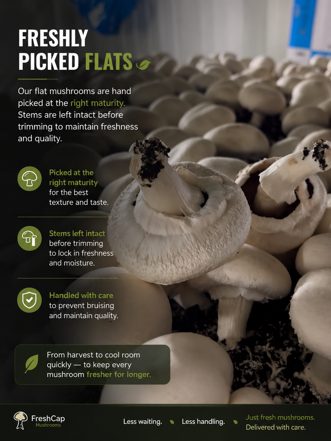 Fresh Flat Mushrooms | Portobello Style