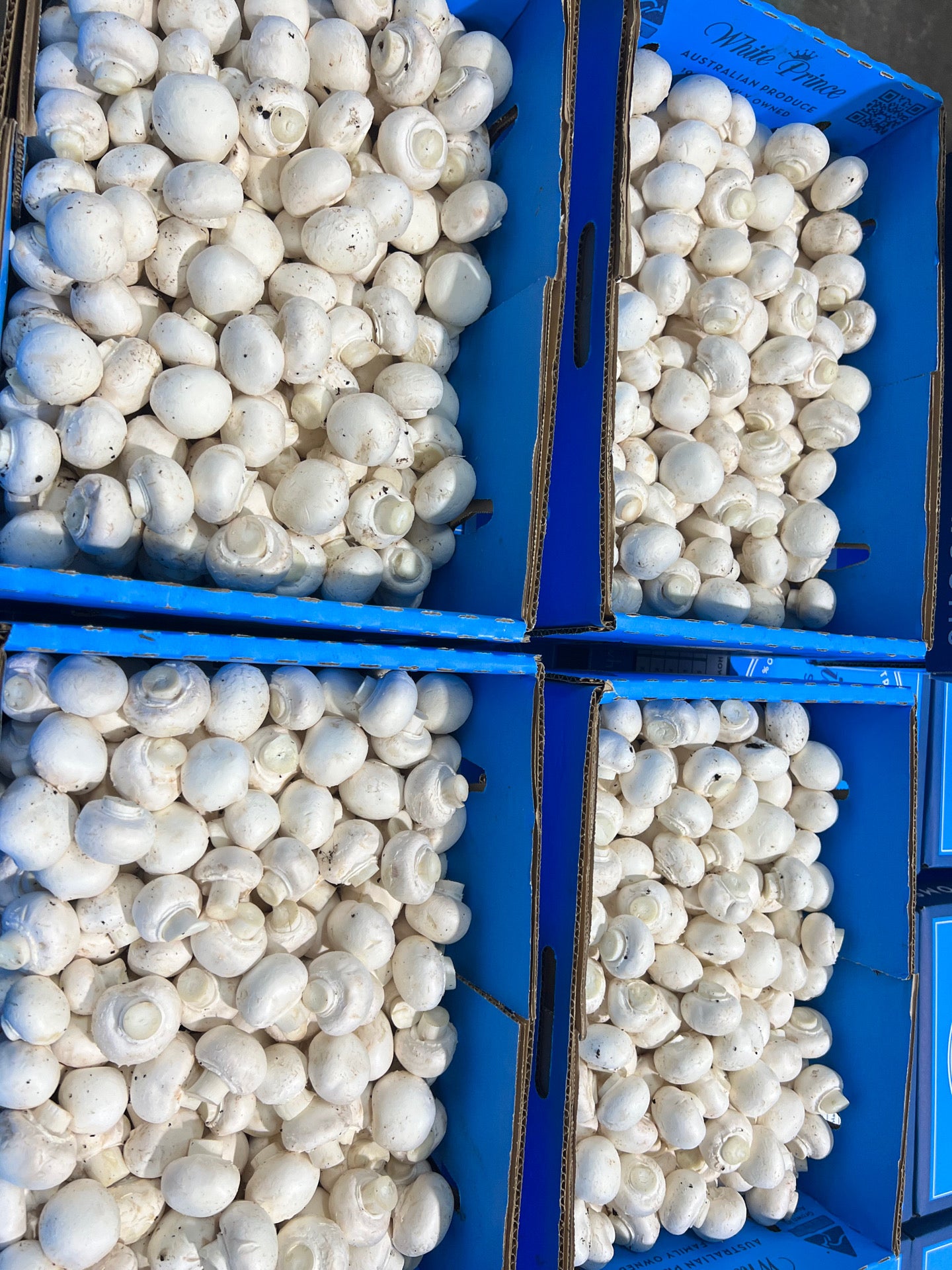 Button Mushroom Small
