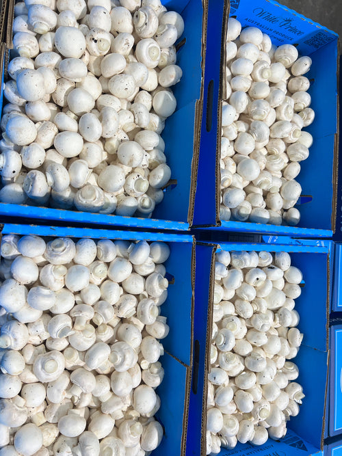 Button Mushroom Small