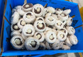 Portobello Mushrooms G2