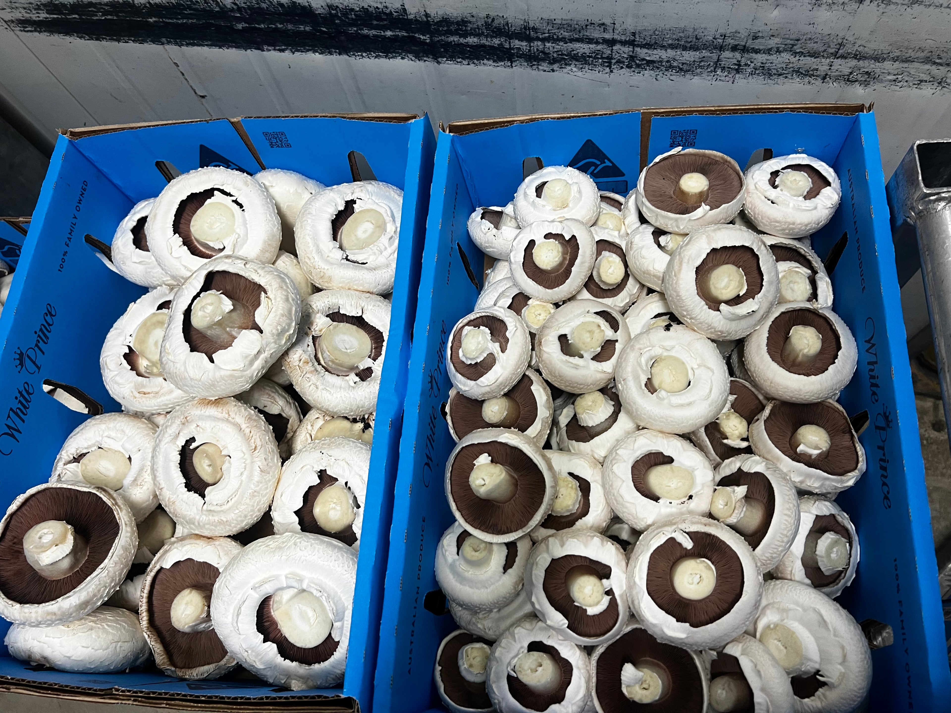 Portobello Mushrooms G2