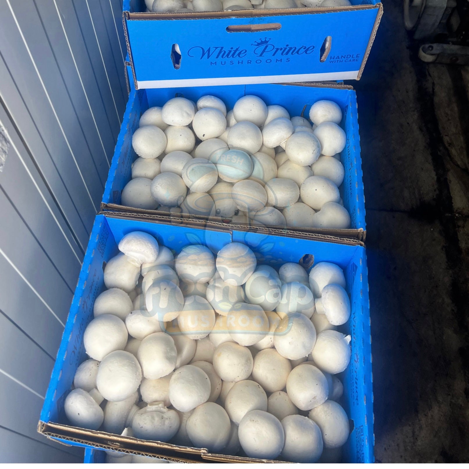 Premium Button Mushrooms | SYD